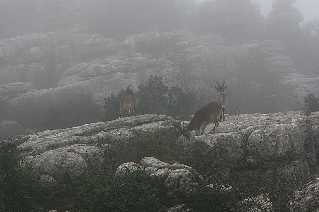 Ruta senderista Torcal de Antequera y Caminito del Rey (Mlaga) - 93